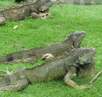 Iguanas