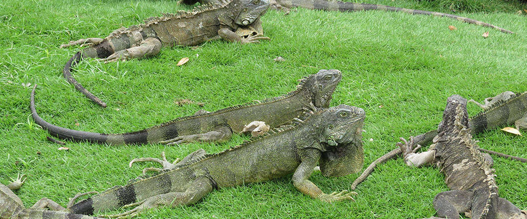 Iguanas
