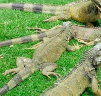 Iguanas